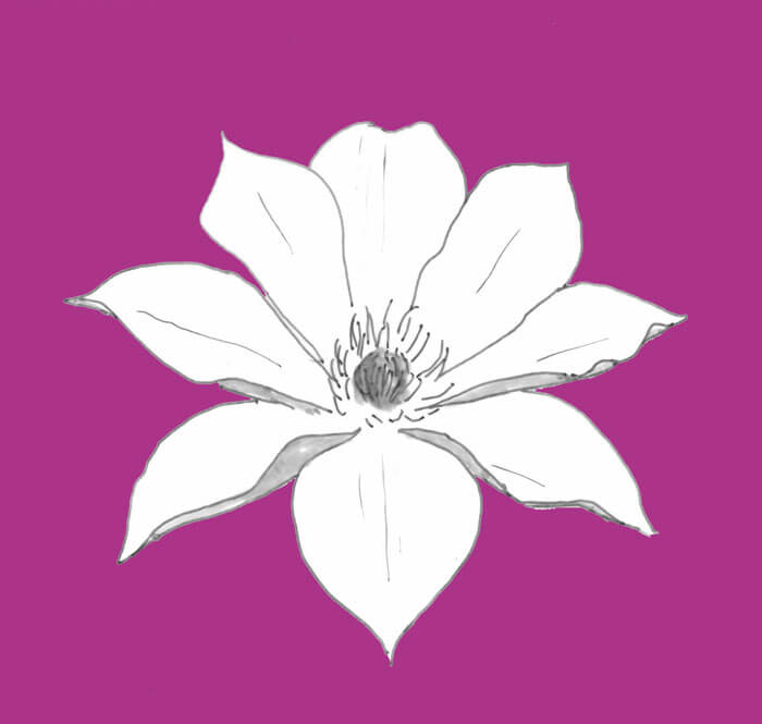 Zeichnung einer weißen Clematisblüte vor lila Hintergrund.
Clematis ist ganz leicht giftig und hautreizend.
