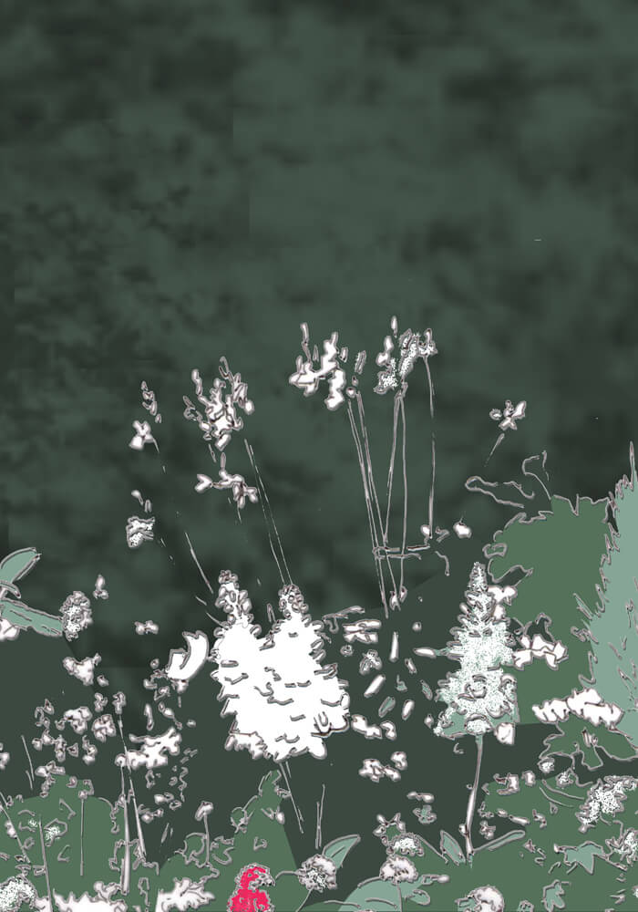 Grafik: Weiße Blüten mit einer einzelnen pinkfarbenen dazwischen