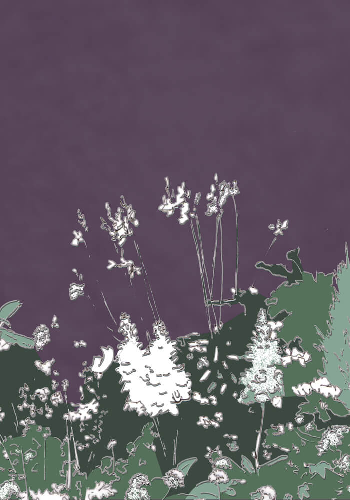Grafik: Weiße Blüten vor lila Wand