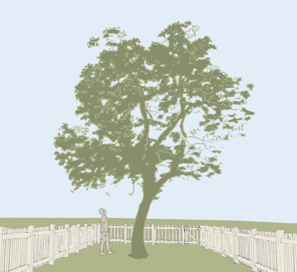 ein großer Baum mit hohem Kronenansatz in einem kleinen Garten. Ein Mensch kuckt verwundert nach oben in die Krone