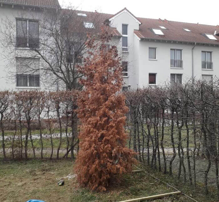 Foto Säulen Thuja mit vollständig abgestorbenen Schuppenblättern.