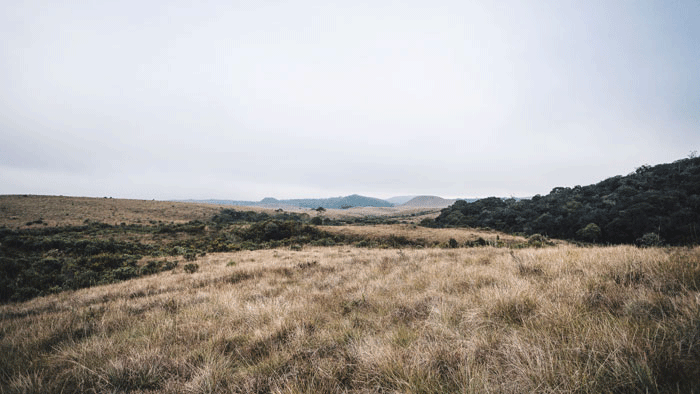 Foto einer weiten Wiesenlandschaft mit Hügeln und Wald am Horizont