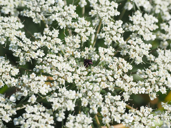 Bild der Blüten von Karottenpflanzen