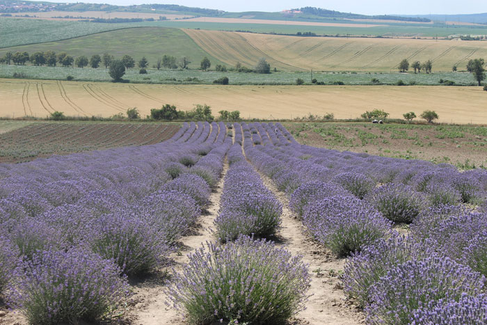 Feld mit blühendem Lavendel