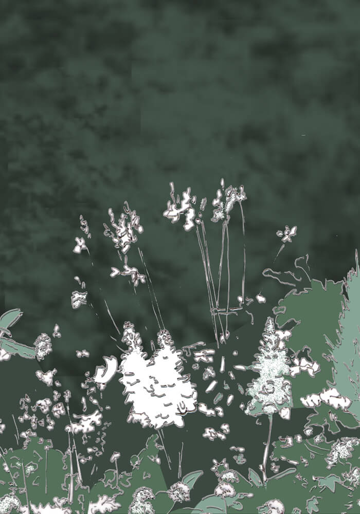 Weiße Blüten vor einer immergrünen Hecke, Skizze coloriert