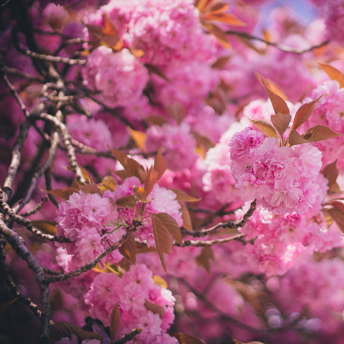 Foto, gefüllte rosa Kirschblüte, Nelkenkirsche, Prunus serrulata 'Kanzan'