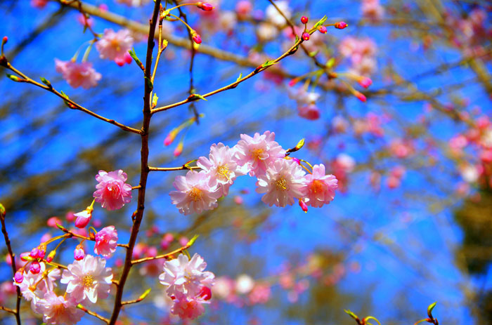 Foto einer rosa, halbgefüllten Kirschblüte