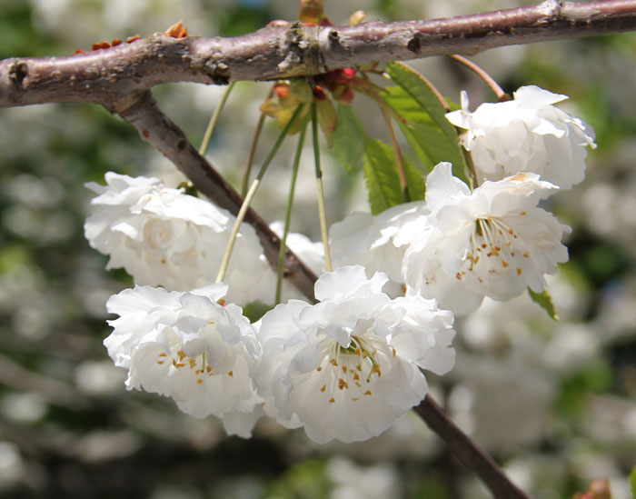 Foto einer weiße, halbgefüllten Kirschblüte, Prunus avium 'Plena'