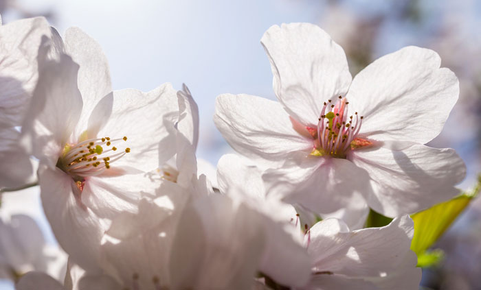 Foto einer weißen Kirschblüte, ungefüllt. Prunus avium