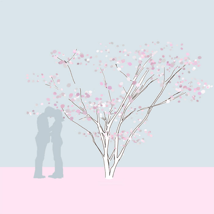 Grafik, Prunus subhirtella 'Accolade'