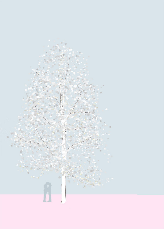 Grafik einer Vogelkirsche, Prunus avium