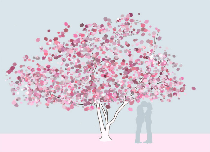 Grafik Prunus serrulata 'Kanzan' - mehrstämmig