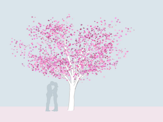 Grafik einer Nelkenkirsche - Prunus serrulata 'Kanzan - als Hochstamm