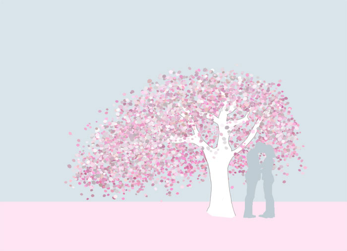 Grafik Hänge-Nelkenkirsche Prunus serrulata 'Kiku-shidare-zakura'