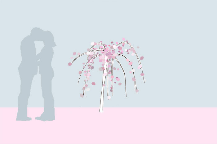 Grafik frischgepflanzte Hänge-Nelkenkirsche Prunus serrulata 'Kiku-shidare-zakura'