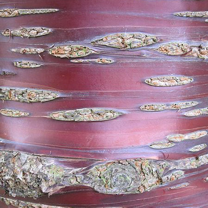 Foto Rindendetail der Mahagoniekirsche Prunus serrula